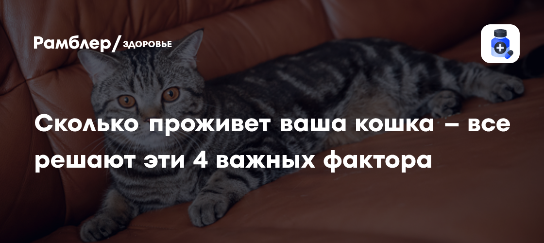 4 ключевых фактора, влияющих на продолжительность жизни кошек