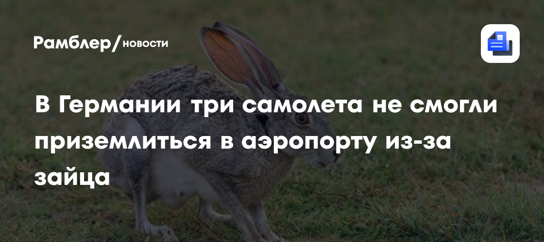 В Германии три самолета не смогли приземлиться в аэропорту из-за зайца