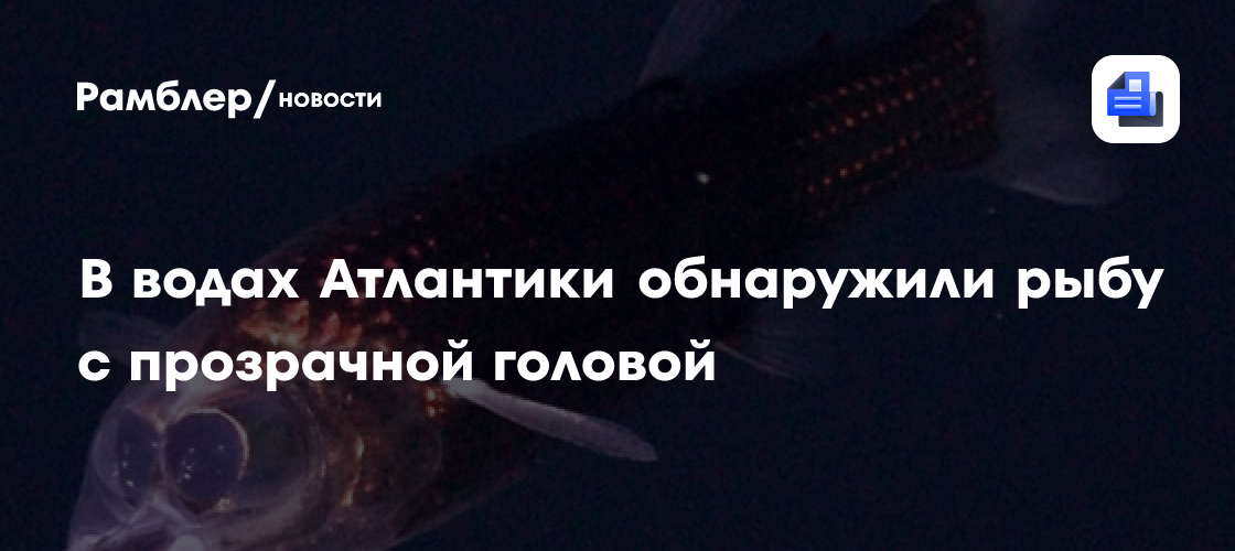 Уникальные кадры из глубин Атлантики: ученые впервые сняли редкую рыбу со светящимися глазами