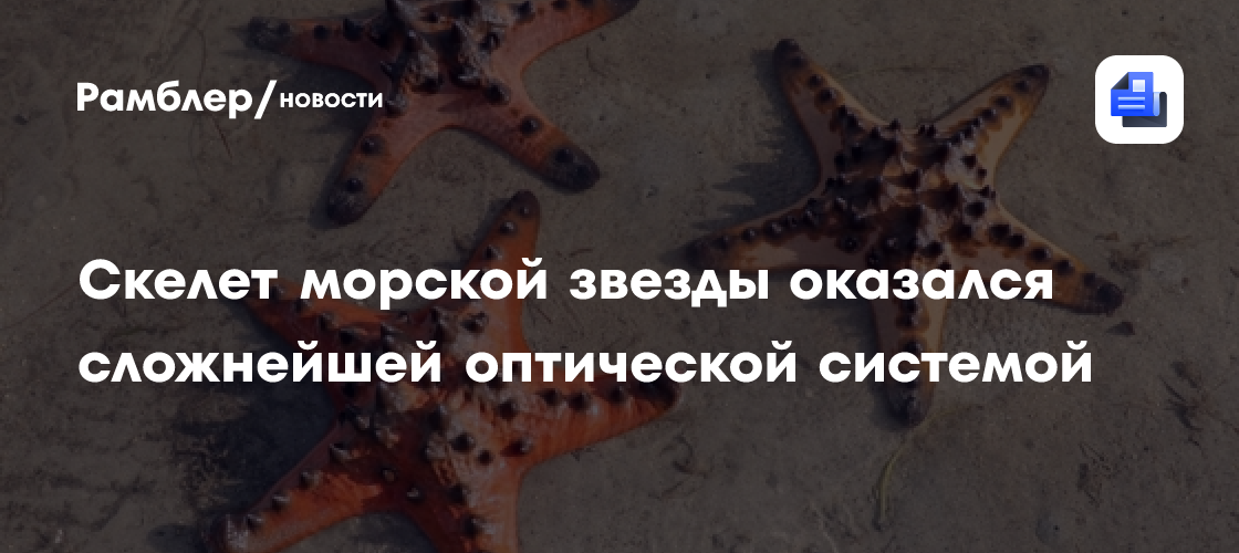 Физики подсмотрели сверхпрочный материал будущего в строении морских звезд