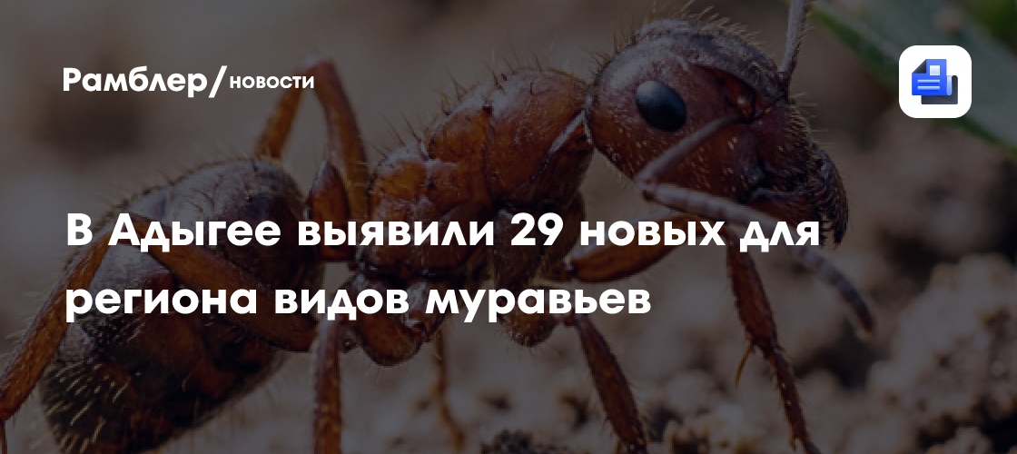 В Адыгее выявили 29 новых для региона видов муравьев