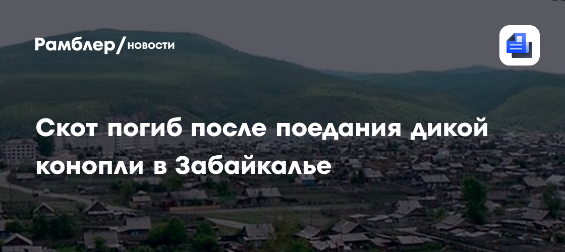 Скот погиб после поедания дикой конопли в Забайкалье