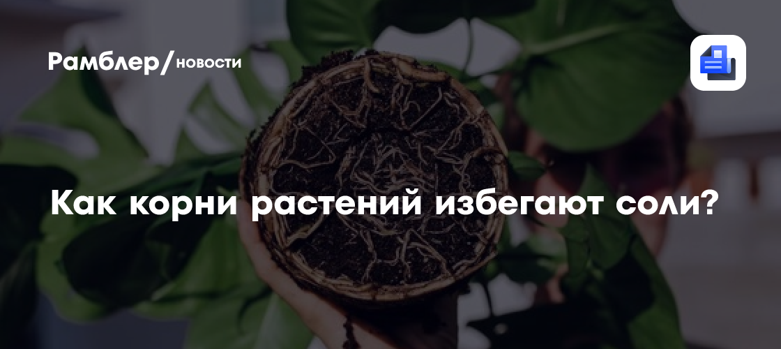 Как корни растений избегают соли?