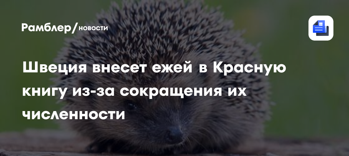 Швеция внесет ежей в Красную книгу из-за сокращения численности