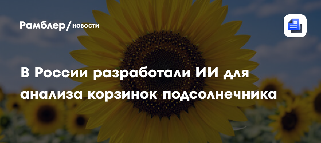 В России разработали ИИ для анализа корзинок подсолнечника
