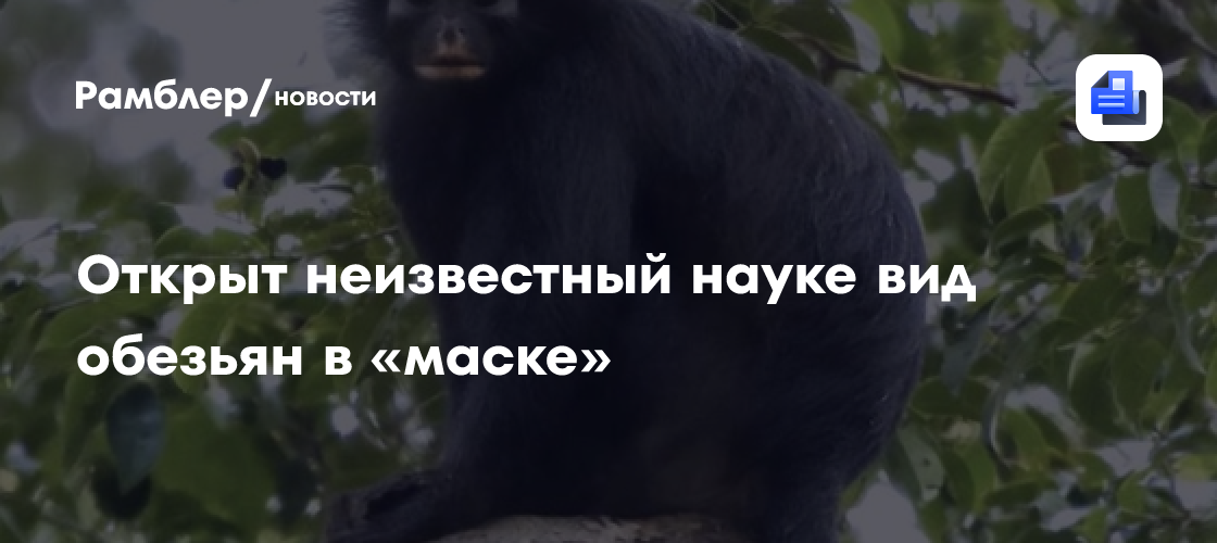 Неизвестный науке вид обезьян в «маске» открыли в ДР Конго
