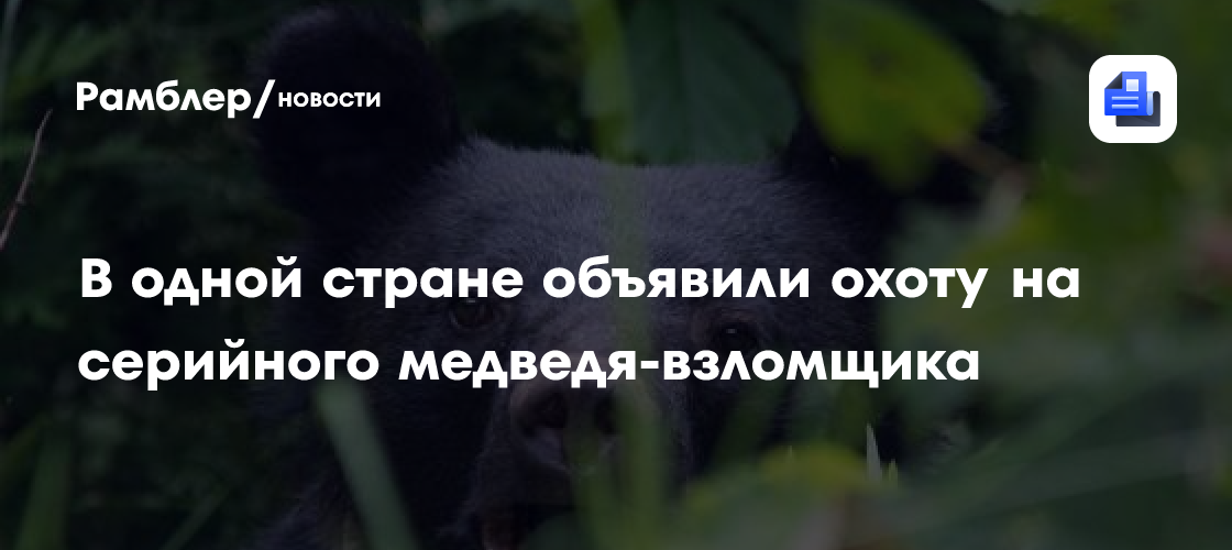 В одной стране объявили охоту на серийного медведя-взломщика