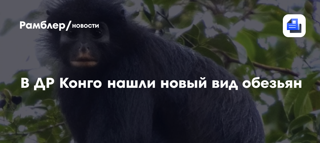 В ДР Конго нашли новый вид обезьян