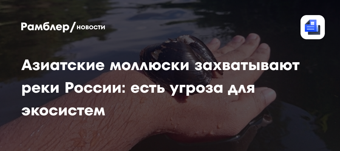 Азиатские моллюски захватывают реки России: есть угроза для экосистем