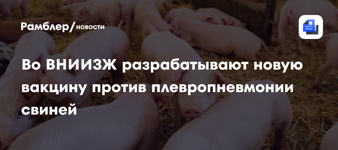 Во ВНИИЗЖ разрабатывают новую вакцину против плевропневмонии свиней