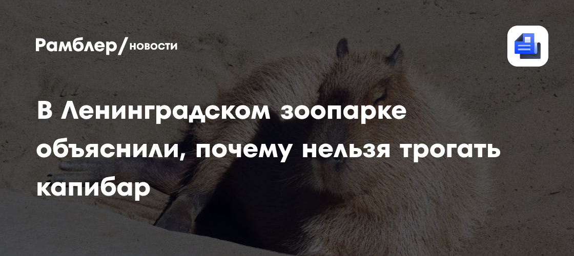 В Ленинградском зоопарке объяснили, почему нельзя трогать капибар