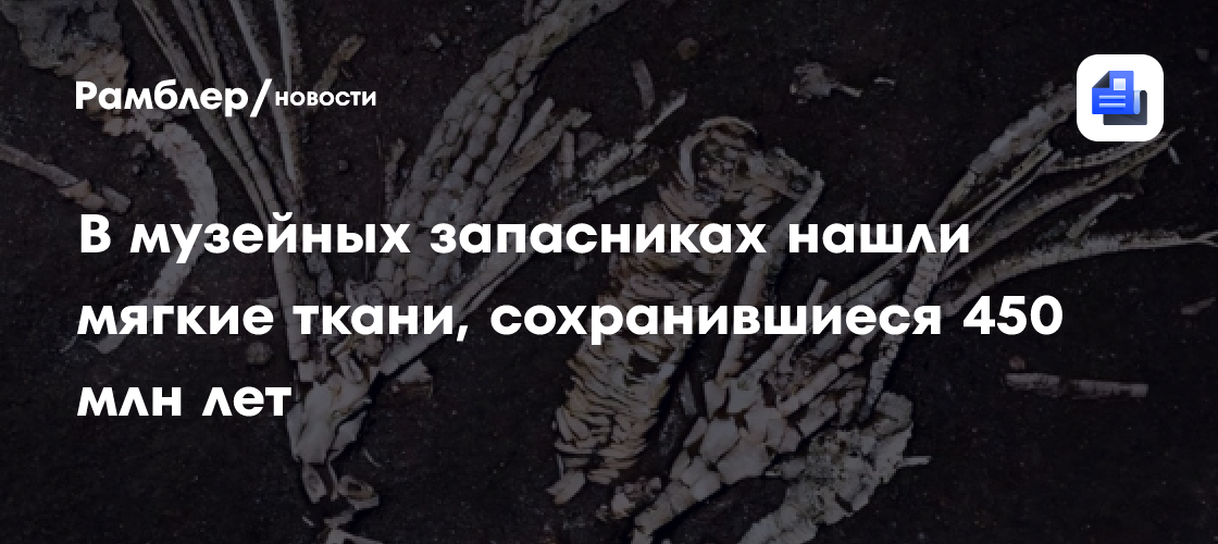 В музейных запасниках нашли мягкие ткани, сохранившиеся 450 млн лет