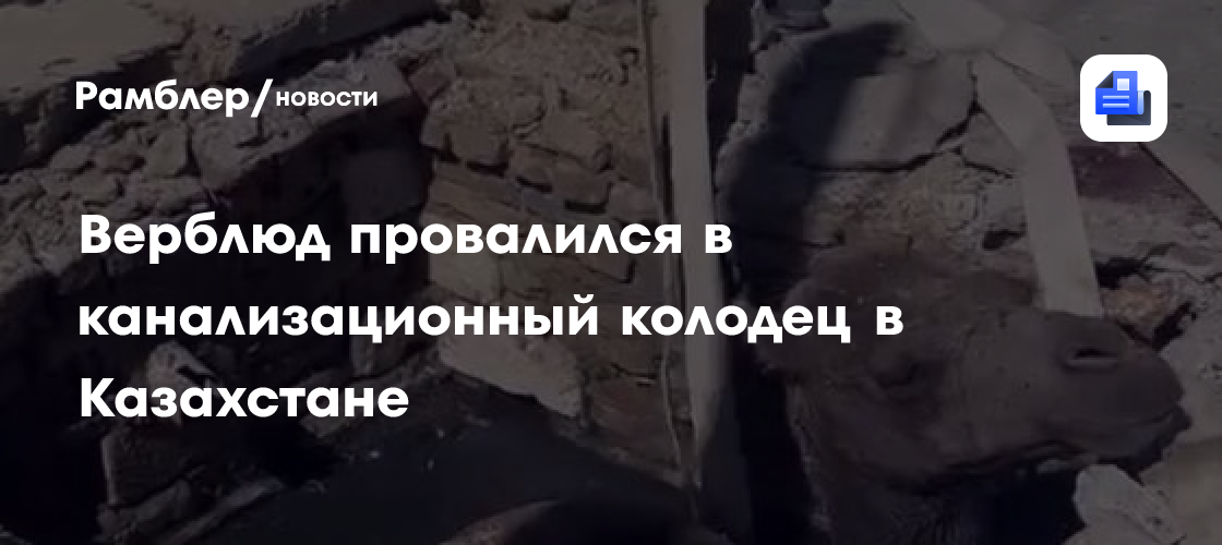 Верблюд провалился в канализационный колодец в Казахстане