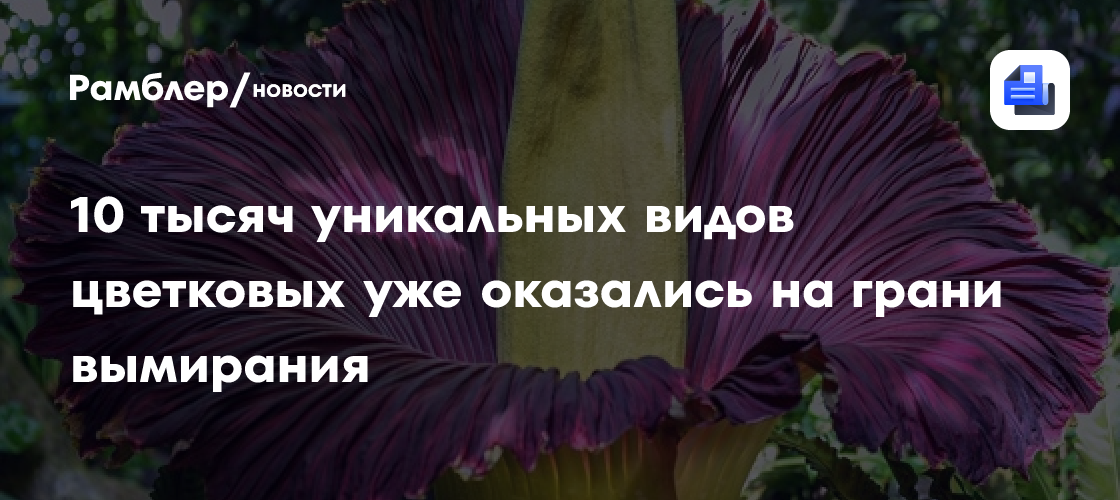 10 тысяч уникальных видов цветковых уже оказались на грани вымирания