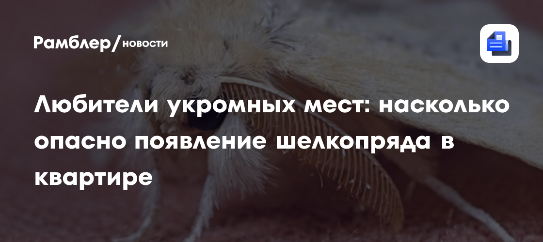 Любители укромных мест: насколько опасно появление шелкопряда в квартире