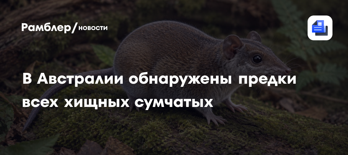 В Австралии обнаружены предки всех хищных сумчатых, жившие 35 млн лет назад