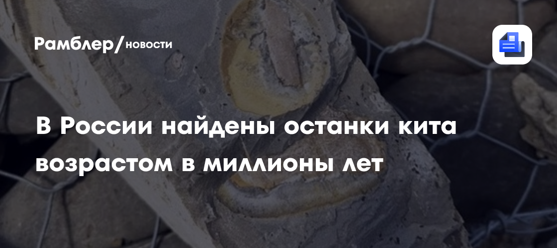 Останки кита возрастом в миллионы лет нашли на юге России
