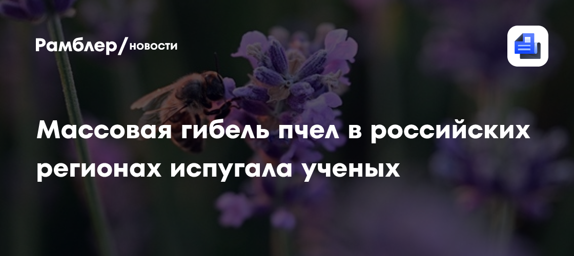 Массовая гибель пчел в российских регионах испугала ученых