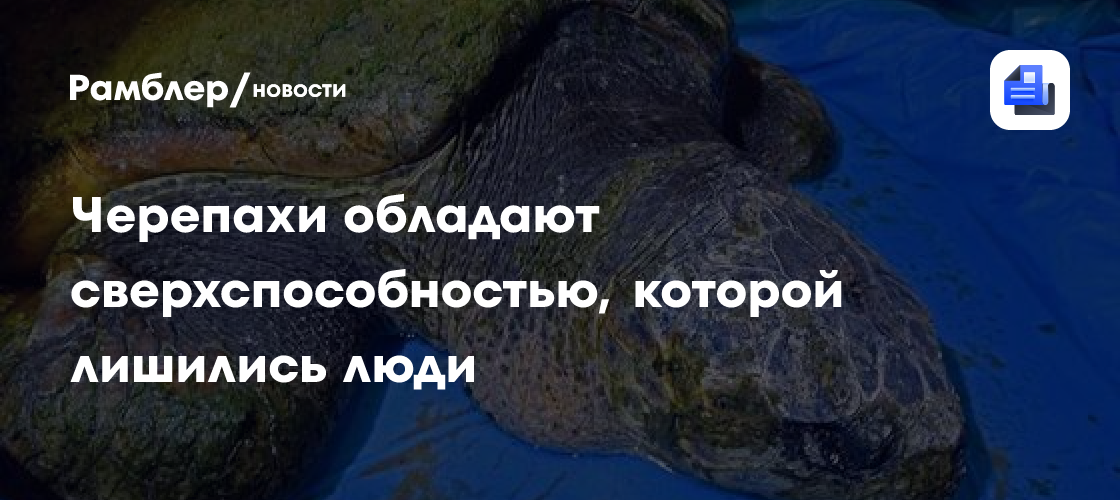 Ученые: черепахи обладают сверхспособностью, которой лишились люди