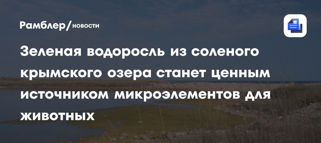 Зеленая водоросль из соленого крымского озера станет ценным источником микроэлементов для животных