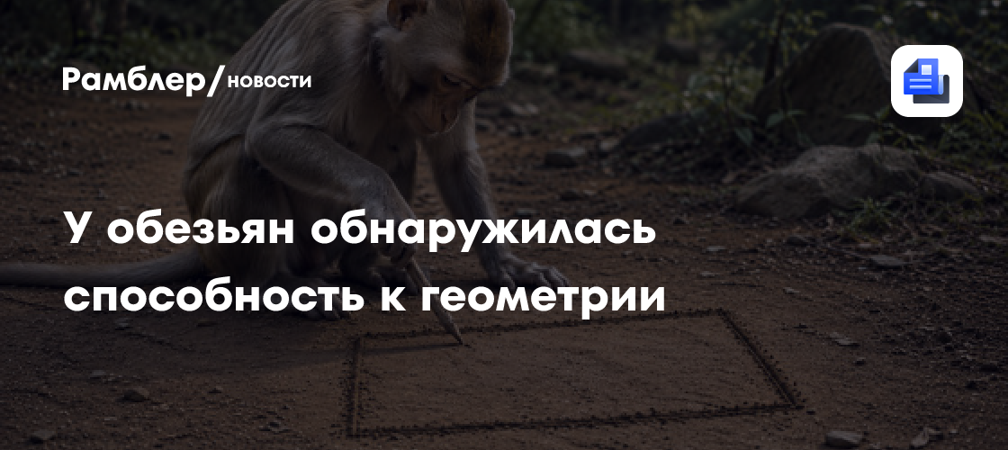 У обезьян обнаружилась способность к геометрии