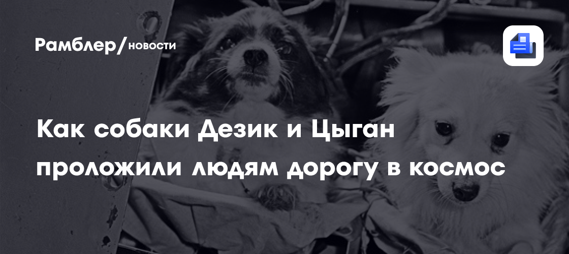 "Они живы! Живы! Они лают!" Как собаки Дезик и Цыган проложили дорогу в космос