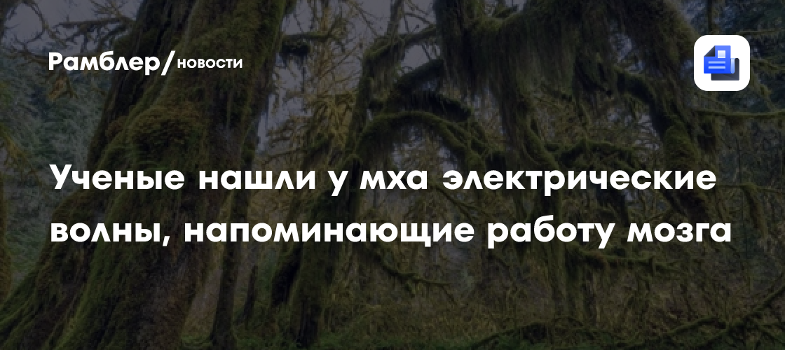 Ученые нашли у мха электрические волны, напоминающие работу мозга