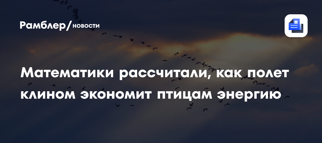Математики рассчитали, как полет клином экономит птицам энергию