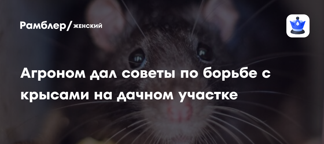 Как избавиться от крыс на дачном участке? Советы агронома