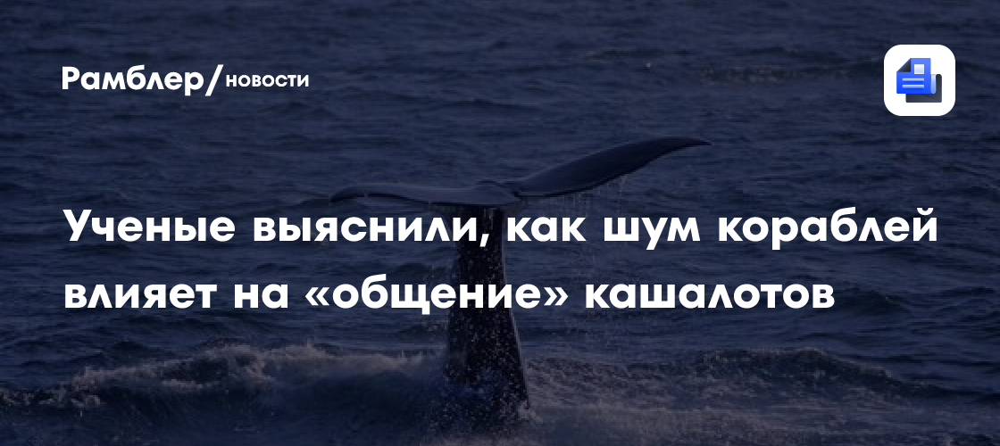 Ученые обнаружили, что кашалоты делают, когда поблизости находятся лодки