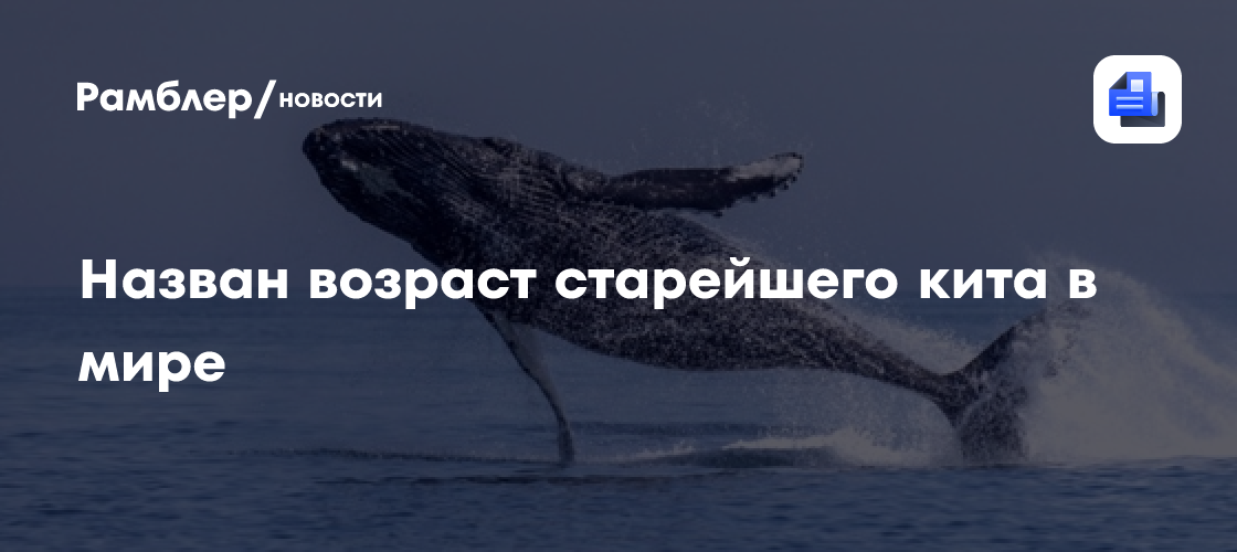 Назван возраст старейшего кита в мире