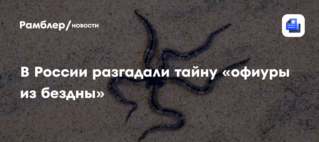 В России разгадали загадку "офиуры из бездны"