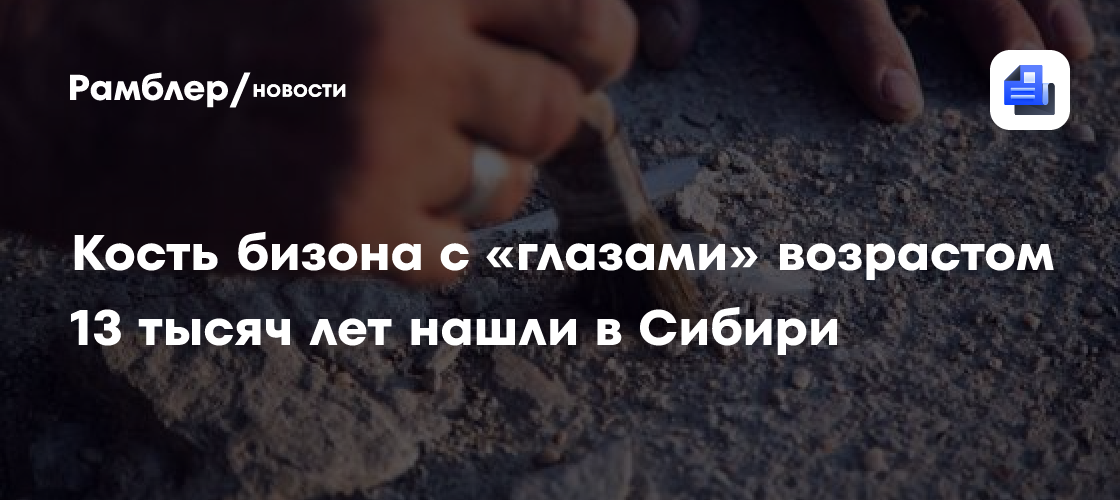 Кость бизона с «глазами» возрастом 13 тысяч лет нашли в Сибири