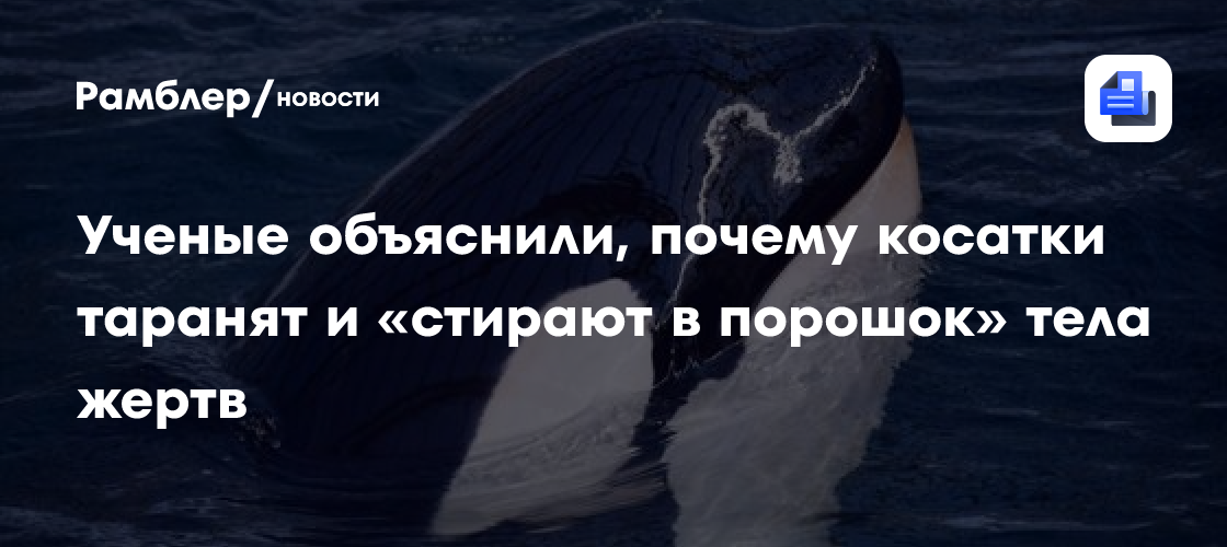 WP: Ученые объяснили, почему косатки таранят и «стирают в порошок» тела жертв