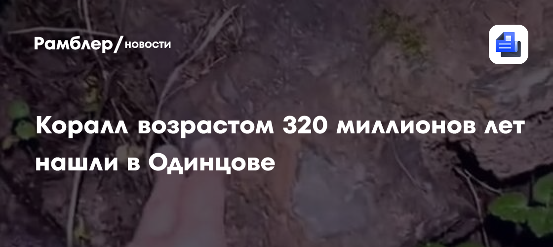 Коралл возрастом 320 миллионов лет нашли в Одинцове