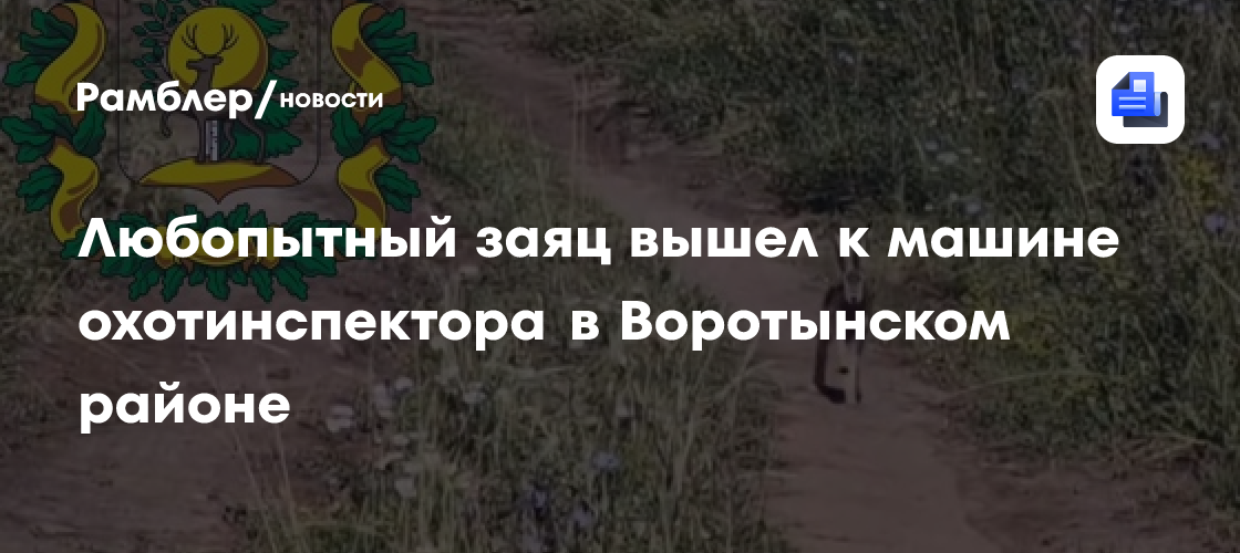 Любопытный заяц вышел к машине охотинспектора в Воротынском районе