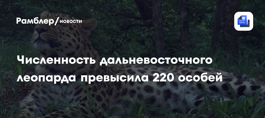 Численность дальневосточного леопарда превысила 220 особей
