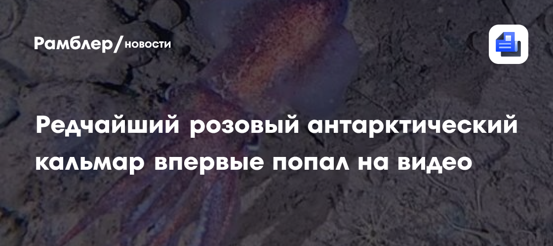 Редчайший розовый антарктический кальмар впервые попал на видео