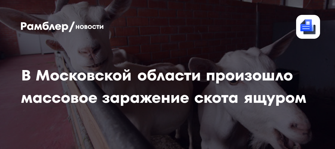 В Московской области произошло массовое заражение скота ящуром