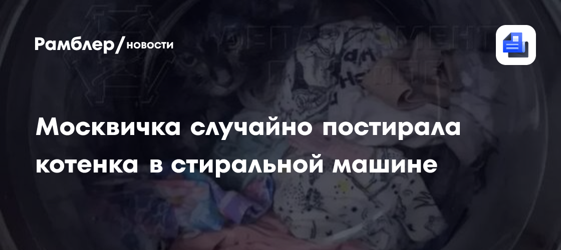 Москвичка случайно постирала котенка в стиральной машине вместе с бельем