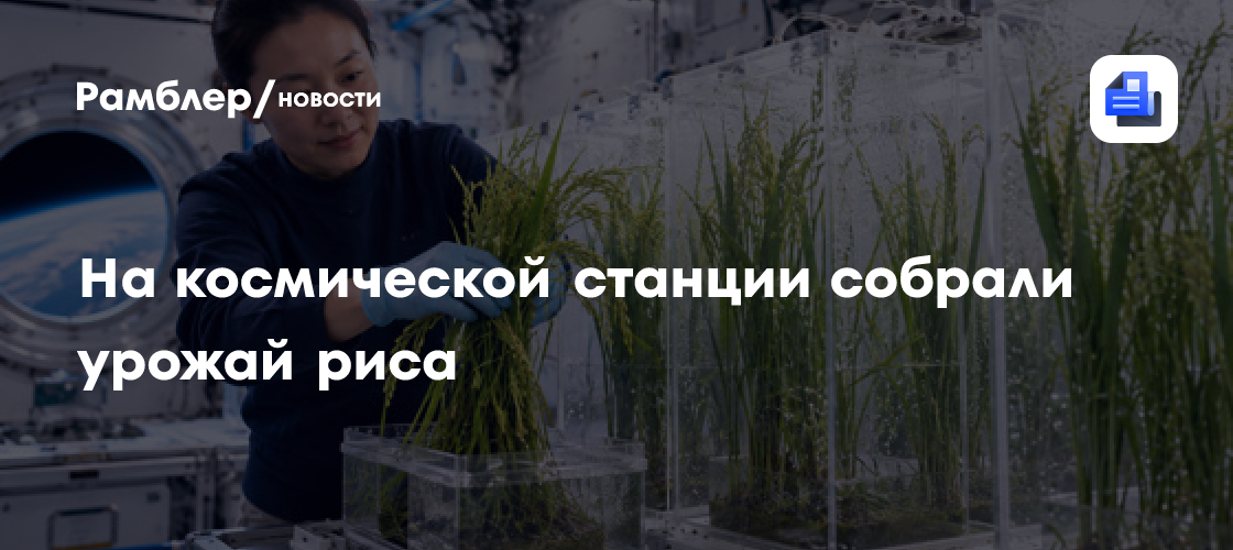 На космической станции собрали урожай риса