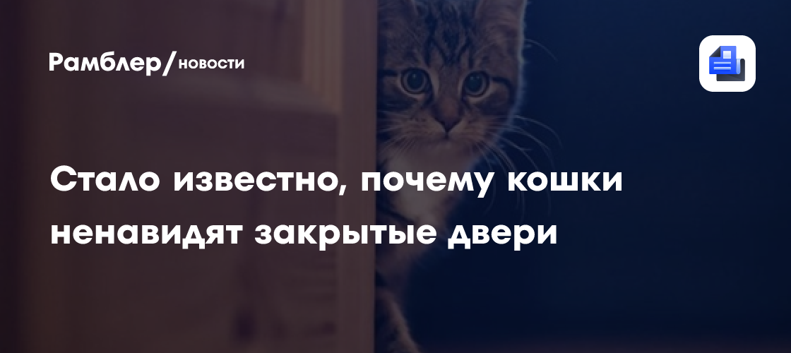 Стало известно, почему кошки ненавидят закрытые двери