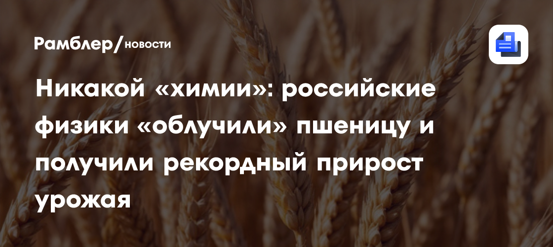 Никакой «химии»: российские физики «облучили» пшеницу и получили рекордный прирост урожая
