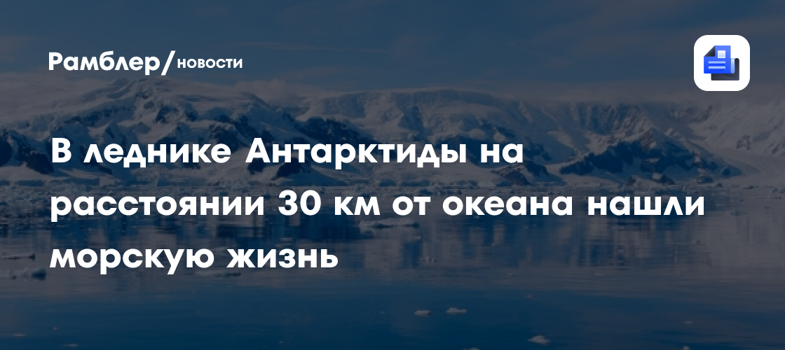 В леднике Антарктиды на расстоянии 30 км от океана нашли морскую жизнь