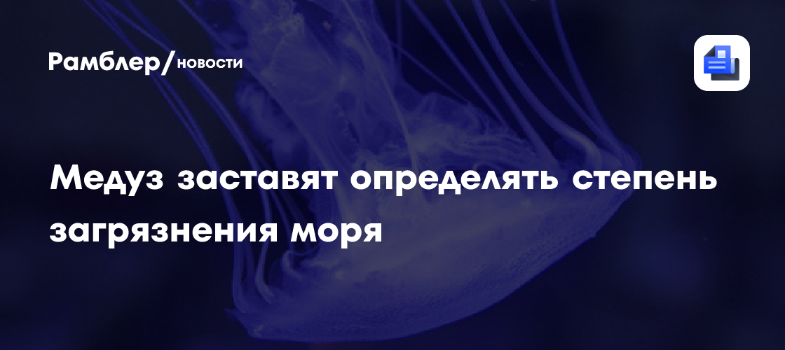Медуз заставят определять степень загрязнения моря: необычное открытие ученых