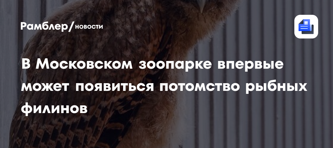 В Московском зоопарке впервые может появиться потомство рыбных филинов