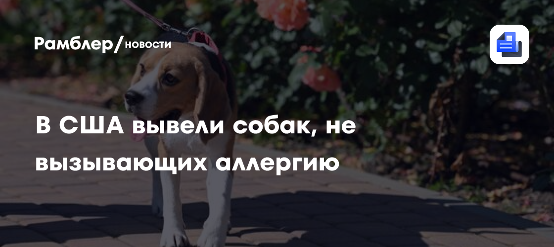 The Guardian: ученые США создали гипоаллергенных собак