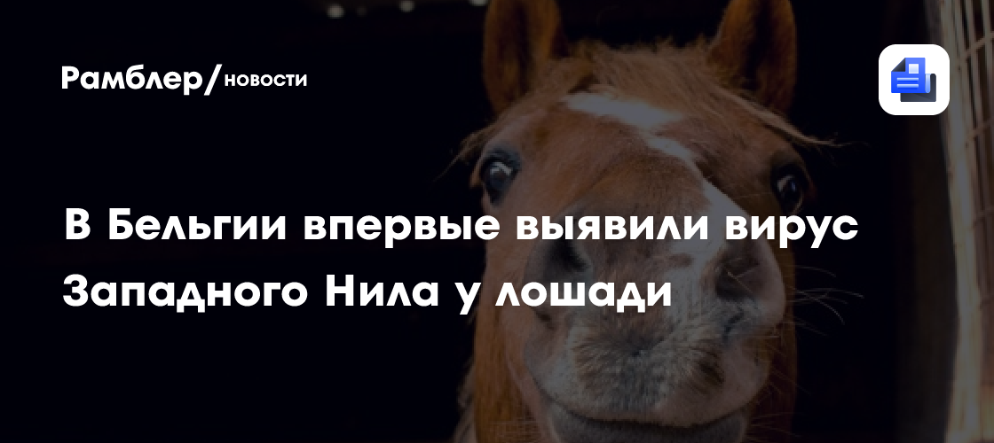 В Бельгии впервые выявили вирус Западного Нила у лошади
