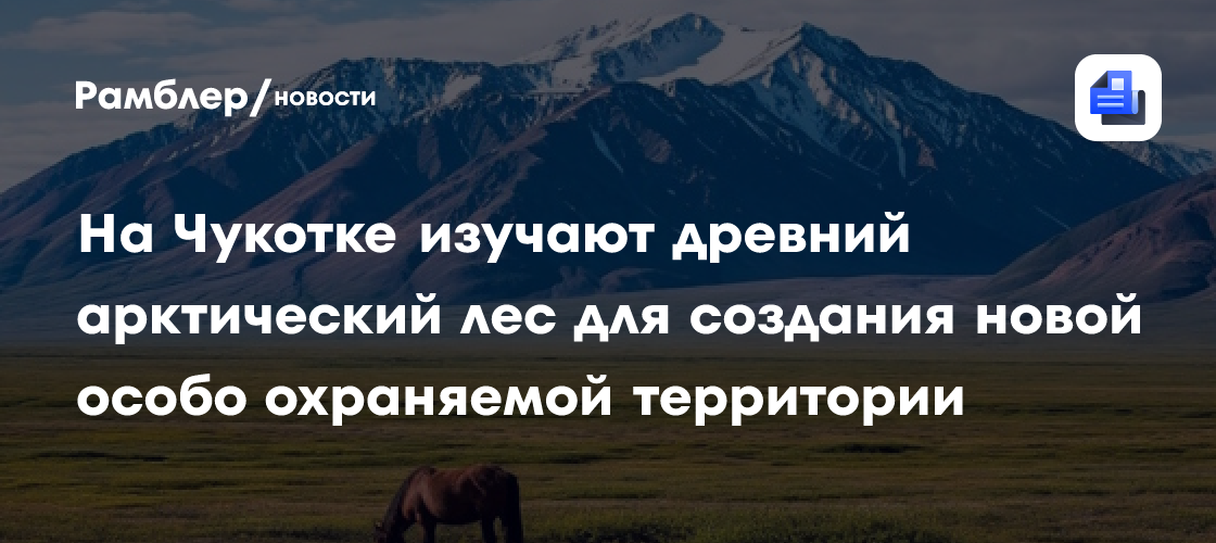 На Чукотке изучают древний арктический лес для создания новой особо охраняемой территории