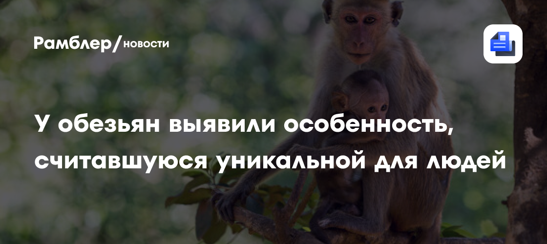 У обезьян выявили особенность, считавшуюся уникальной для людей